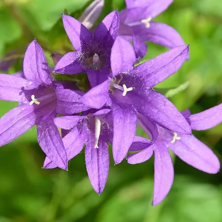 بيت ضيافة D'hotes Domaine Du Hameau Baylesse